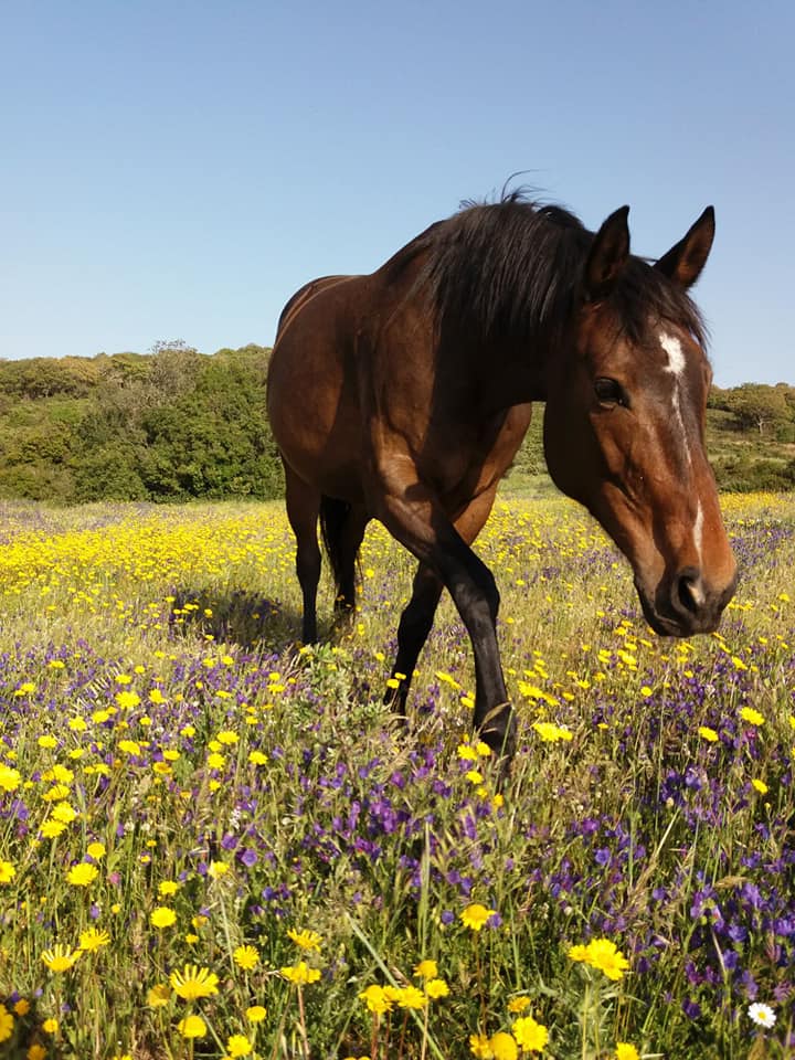 Costa Smeralda: Tour guidato a cavallo, goditi una passeggiata rilassante tra le campagne di Arzachena. - immagine 2